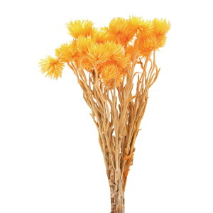 yP10{ 12/31܂ŁIz hCt[ ԍ o ~jVo[f[W[ ~UCG[ ԍ f ޗ p[c F CG[ XbO u[P hCt[ԑ [X AW n