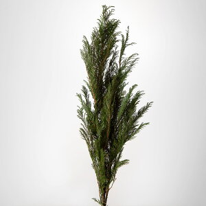 vU[uht[ ԍ o Rqo ԍ f ޗ p[c hCt[ t [t NX}X  XbO u[P vU ԑ [X AW  n_