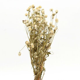 ドライフラワー 花材 即日出荷 センニチコウ ミニ ナチュラルホワイト 花材 素材 材料 パーツ 千日紅 ドライフラワー 白 ホワイト レジン スワッグ 花束 コアトレーディング