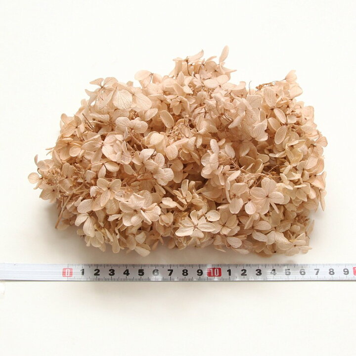 楽天市場】プリザーブドフラワー 花材 即日出荷 ピラミッドアジサイ 