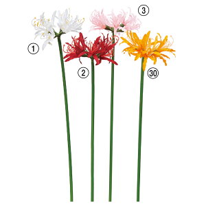  Ƃ悹i llB S  S̉ ̉ ފ݉ qKoi ֎ꍹ CeA CeAt[ tFCNt[ ԍ DIY AXJ ASCA AXJ