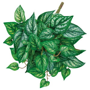  O[ Ƃ悹i [tubV CeA tFCN O[ p[c CeAt[ tFCNt[ VNt[ ԍ Ԏ AXJ ASCA AXJ