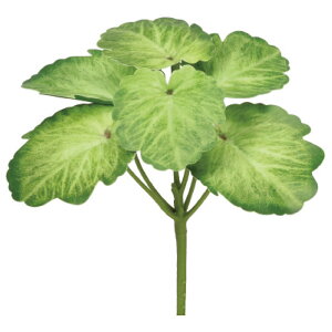 yP10{ 12/31܂ŁIz  O[ Ƃ悹i [jEsbN CeA tFCN O[ p[c CeAt[ tFCNt[ VNt[ ԍ f AXJ ASCA AXJ