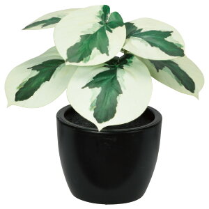 yP10{ 12/31܂ŁIz tFCNO[ ϗtA Ƃ悹i yy~A(|bgt)  lHϗt  CeA CeAt[ tFCNt[ Xܑ  AXJ ASCA AXJ