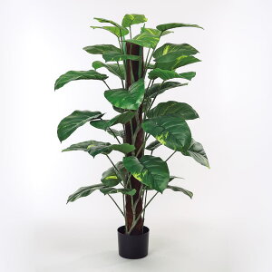 yP10{ 12/31܂ŁIz tFCNO[ ϗtA y[J[iz |gXwS|bg 120cmssEiƂ̓st ϗtA ϗt tFCNO[ [t  썑 