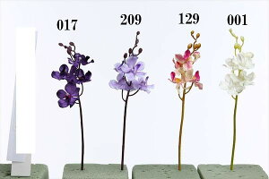 バンダ 花の通販 価格比較 価格 Com