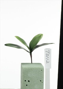  O[ Ƃ悹i I[Lbh[t tFCNO[ CeAO[ [t p[c CeAt[ tFCNt[ VNt[ A[gt[ t