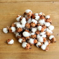 ドライフラワー 花材 即日出荷 ミニコットンフラワー 花材 素材 材料 パーツ ワタの実 綿 フヨウの実 芙…