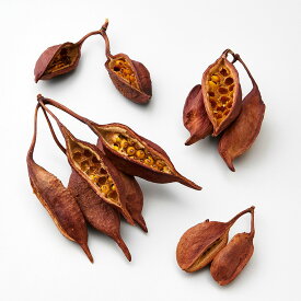 【P10倍 12/31まで！】 ドライフラワー 花材 とりよせ品 ブラキキトン 花材 素材 材料 パーツ 実 ブラッチーシトン ブラッキーシトン スワッグ リース アレンジ アレンジメント ナチュラル 大地農園