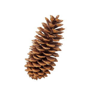 hCt[ ԍ Ƃ悹i VK[pCR[(1) ؂̎ t[c ʎ ibc hC Rf hCt[ i`hCt[ CeA n_