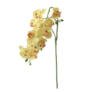   Ƃ悹i I[Lbh CG[   J AW CeA  a a_ aG  VNt[ C~e[V ~ p