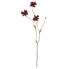 楽天市場 コスモス 花 観葉植物 花 ガーデン Diy の通販