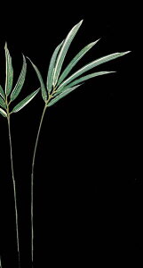 yP10{ 12/31܂ŁIz  O[ Ƃ悹i ou[[t(L) (112{) a  | CeA tFCN O[ p[c CeAt[ tFCNt[ t AXJ ASCA AXJ