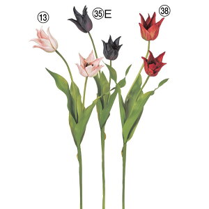  Ƃ悹i `[bv×2 `[bv T 񂱂 ERRE [ tulip OS ڂ sN sN sN F AXJ ASCA AXJ