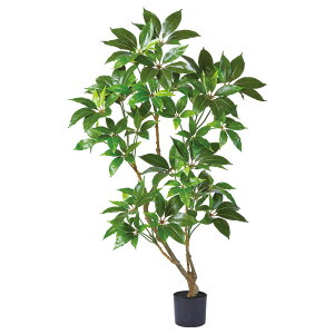 yP10{ 12/31܂ŁIz tFCNO[ ϗtA y[J[iz cs^TXi|bgtjsρEiƓst ϗtA 1.5m  lHϗt  t AXJ ASCA AXJ