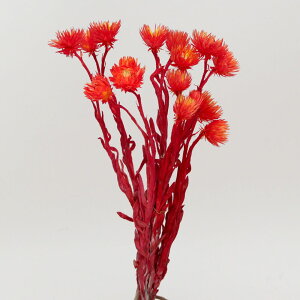 hCt[ ԍ o Vo[fCW[ IWZ^[CG[ Vo[f[W[ ԍ f ޗ p[c  F XbO u[P hCt[ԑ f