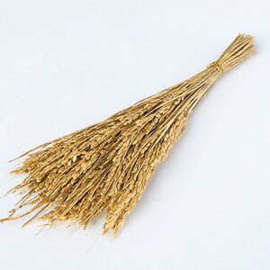 hCt[ ԍ o sbN S[h ԍ f ޗ  ߓ  a N p[c  S[h F hCt[ XbO u[P ԑ  