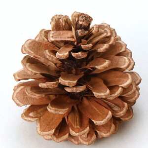 hCt[ ԍ Ƃ悹i } L i` (24pbN) ؂̎ t[c ʎ ibc hC Rf hCt[ i`hCt[ CeA p