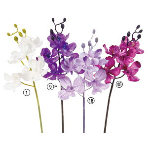 yP10{ 12/31܂ŁIz  Ƃ悹i I[LbhsbN×5 ڂ×5 CeA CeAt[ tFCNt[ VNt[ CeAO[ ԍ f AXJ ASCA AXJ