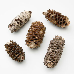 yP10{ z hCt[ ԍ Ƃ悹i ~[[|bh ԍ f ޗ p[c  XbO [X AW AWg i` Rf  fBXvC ԉ n_