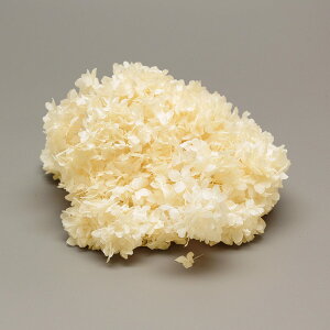 yP10{ z vU[uht[ ԍ o \tgĂ܂ ItzCg AWTC  z Ԃт ԍ f ޗ p[c  zCg ItzCg u[P 