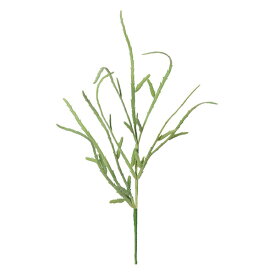 楽天市場 サボテン リプサリス 花 観葉植物 花 ガーデン Diy の通販