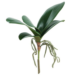 yP10{ 12/31܂ŁIz  Ƃ悹i I[Lbh[t CeA CeAt[ tFCNt[ VNt[ CeAO[ tFCNO[ ԍ DIY AXJ ASCA AXJ