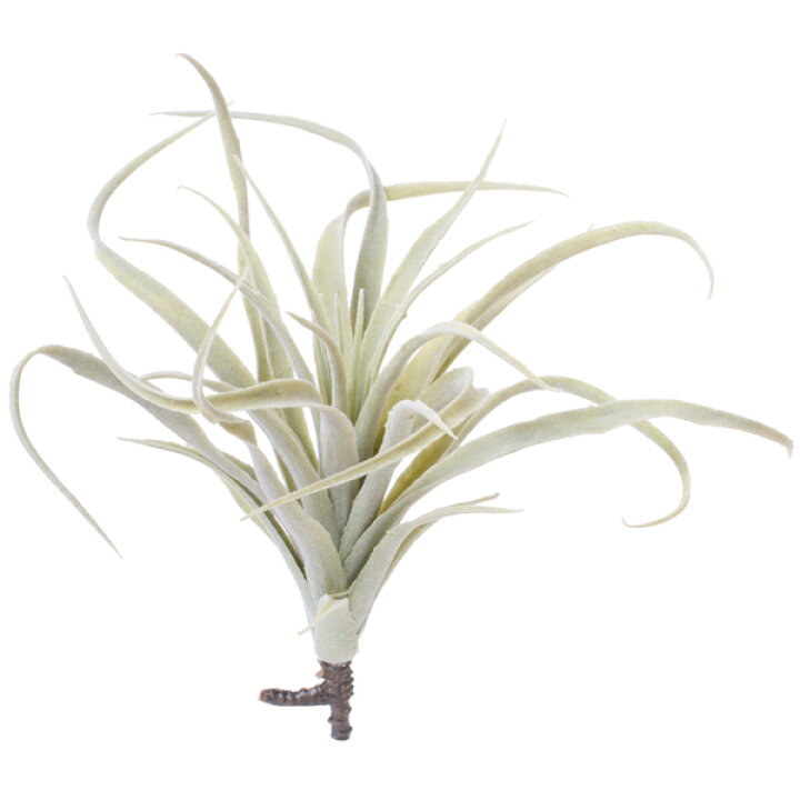 楽天市場 造花 グリーン 多肉植物 とりよせ品 Viva チランジア ハリシー エアプランツ サッカレンテン サボテン インテリア フェイク グリーン パーツ インテリアフラワー フェイクフラワー 花材 素材 造花ドライフラワー専門問屋花びし