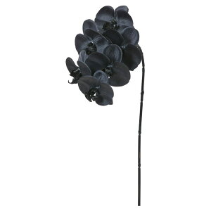  Ƃ悹i R`E×6 t@mvVX Ӓ  ubN CeA CeAt[ tFCNt[ VNt[ ԍ Ԏ AXJ ASCA AXJ