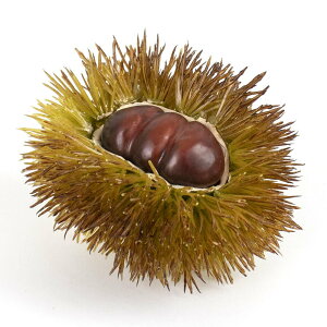 tFCNt[c Ƃ悹i }  N I  CKO {I uE F O[  CeA C~e[V ԍ Ԏ f ޗ p[c  