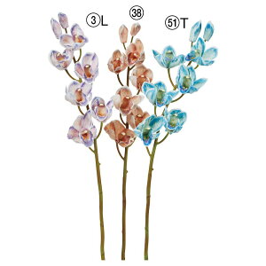 yP10{ 12/31܂ŁIz  Ƃ悹i VrW[×6 ڂ×2 VrWE Vrf[ VrfBE 轏֗ QCVE   u[ p[v ԒF AXJ ASCA AXJ