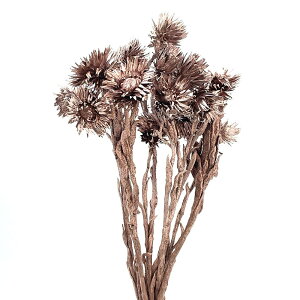 ドライフラワー 花材 即日出荷 シルバーデージーミニ プラチナピンク 花材 素材 材料 パーツ ドライフラワー プラチナ ピンク スワッグ ブーケ ドライフラワー花束 装飾 東花