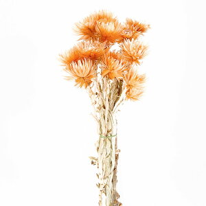 yP10{ 12/31܂ŁIz hCt[ ԍ o Vo[f[W[~j Lbg ԍ f ޗ p[c IW r^~J[ XbO u[P hCt[ԑ [X AW