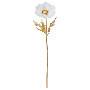   Ƃ悹i All O {^C`Q Ԉ niC`Q gԉ xjoiILiOT ECht[ Windflower   a AXJ ASCA AXJ