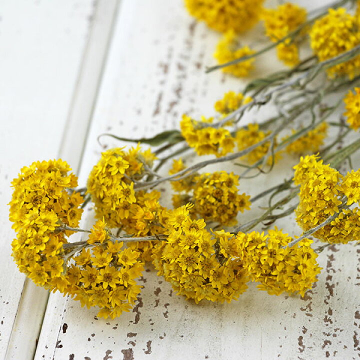 楽天市場 ドライフラワー 花材 即日出荷 Coretrading サンフォルディ ナチュラルイエロー ドライフラワー スワッグ ブーケ ドライフラワー花束 花束 ドライフラワースワッグ リース アレンジ 花材 素材 材料 花 パーツ アレンジメント 造花ドライフラワー専門