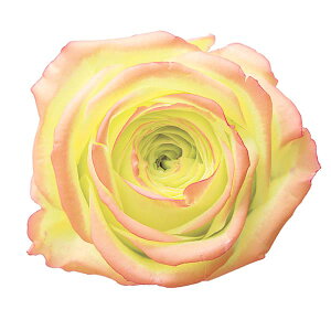 プリザーブドフラワー 花材 とりよせ品 ローズ・パリジェンヌ・大・はないろ(1箱8輪入り) ドライフラワー 花材 素材 パーツ 材料 ローズ ハーバリウム プリ バラ 卸 大地農園