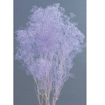楽天市場】かすみ草 パープルの通販