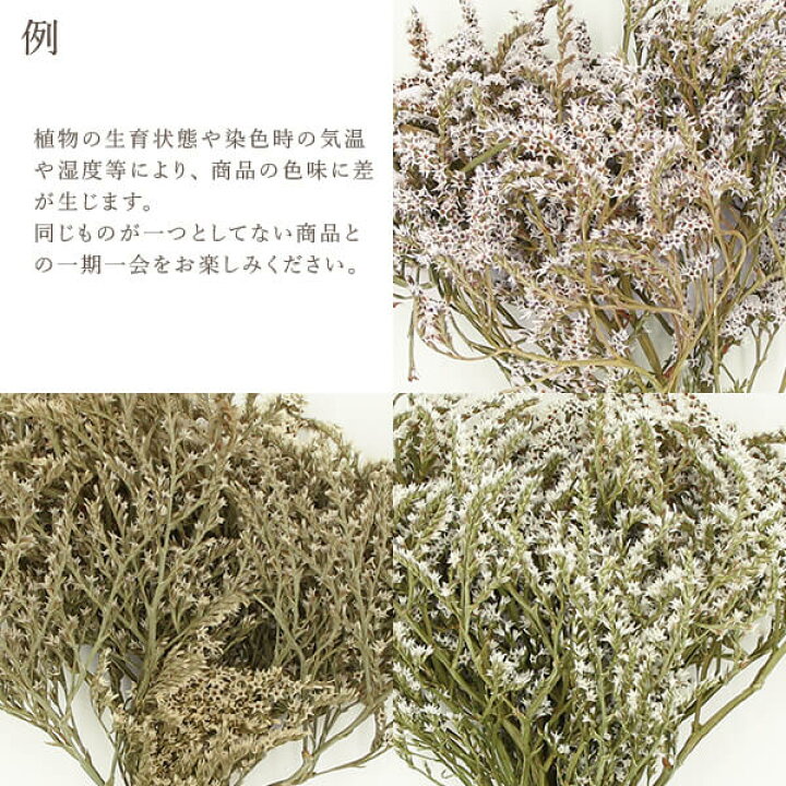 115円 福袋特集 ドライフラワー 花材 タタリカ ベビーブルー 小分け 大地農園 115円 福袋特集 ドライフラワー 花材 タタリカ ベビーブルー 小分け 大地農園