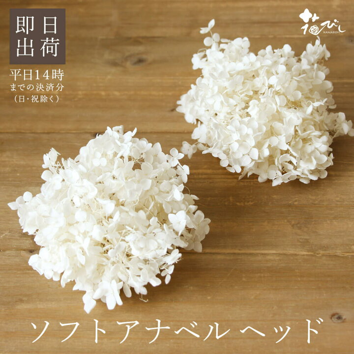 楽天市場】プリザーブドフラワー 花材 即日出荷 アナベル・ヘッド オフ 