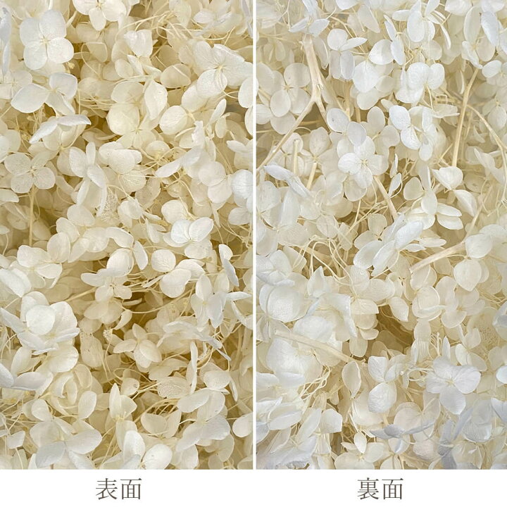 楽天市場】プリザーブドフラワー 花材 即日出荷 アナベル・ヘッド オフ 