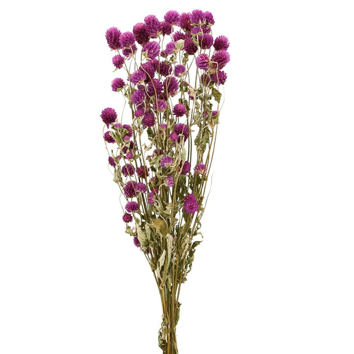 楽天市場】ドライフラワー 花材 即日出荷 千日紅 ライラック ドライ  