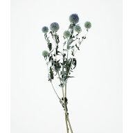 【40％OFF】 ドライフラワー 花材 即日出荷 ルリ玉アザミ ナチュラル ドライフラワー スワッグ ブーケ ド…