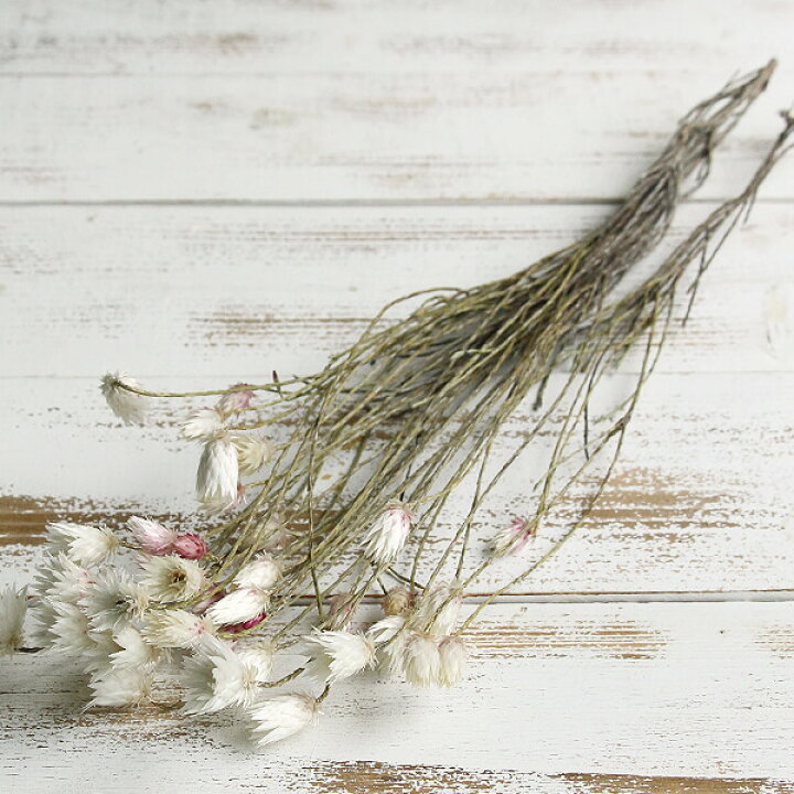 楽天市場 ドライフラワー 花材 即日出荷 Coretrading エバーラスティング ドライフラワー スワッグ ブーケ ドライフラワー花束 花束 ドライフラワースワッグ リース アレンジ 花材 素材 材料 花 パーツ アレンジメント ナチュラル 装飾 造花ドライフラワー専門