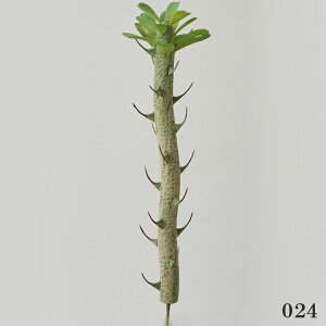  O[ A Ƃ悹i |L|fBE tFCNO[ [t CeA A 썑 gsJ p[c AWg CeAt[ ԍ f