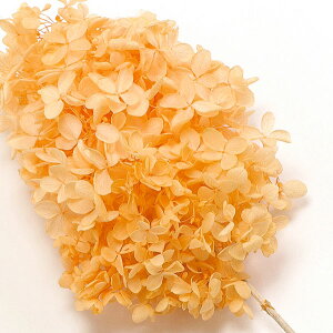 yP10{ z vU[uht[ ԍ o s~bhAWTCEwbh WAIW AWTC  z Ԃт vU[uht[ XbO u[P ԑ n_