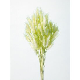 楽天市場 ドライフラワー ラグラス ドライフラワー 花 観葉植物 花 ガーデン Diyの通販