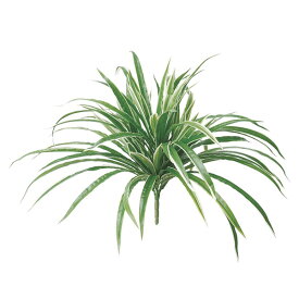 楽天市場 オリヅルラン 花 観葉植物 花 ガーデン Diy の通販