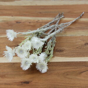 hCt[ ԍ o Vo[f[W[ Vo[fCW[ hCt[ XbO u[P hCt[ԑ hCt[XbO [X RAg[fBO