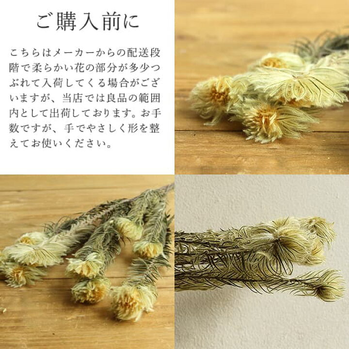 楽天市場】《ドライフラワー 花材》☆即日出荷☆大地農園 フィリカ N ドライフラワー スワッグ ブーケ ドライフラワー花束 花束 ドライフラワースワッグ リース アレンジ 花材 素材 材料 花 パーツ アレンジメント ナチュラル 自然素材 装飾 髪飾り : 造花ドライフラワー ... 楽天市場】《ドライフラワー 花材》☆即日出荷☆大地農園 フィリカ N ドライフラワー スワッグ ブーケ ドライフラワー花束 花束 ドライフラワースワッグ リース アレンジ 花材 素材 材料 花 パーツ アレンジメント ナチュラル 自然素材 装飾 髪飾り : 造花ドライフラワー ...