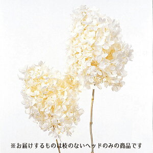 yP10{ 12/31܂ŁIz vU[uht[ ԍ o s~bhAWTCEwbh ItzCg hCt[ s~bhAWTC ItzCg   z vU ԍ 